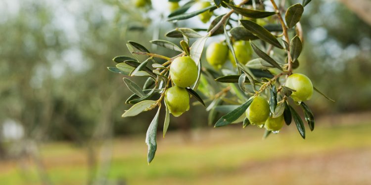 Frantoi in Festa: dal 2 al 5 giugno la festa dell’olio e della biodiversità in Tuscia