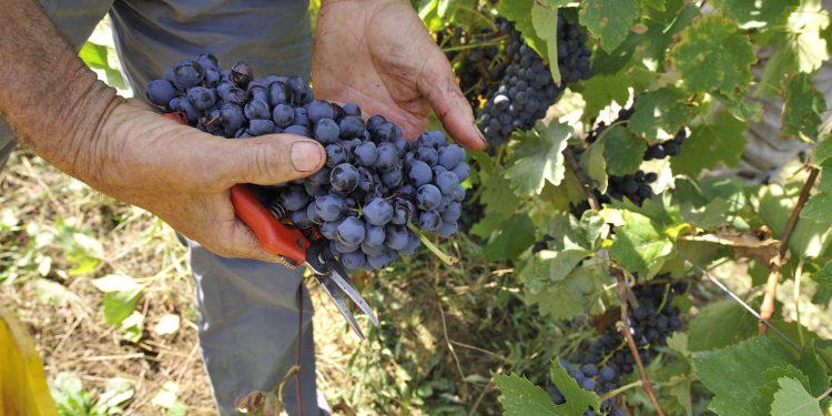 Il 14 maggio arriva il Sabato del Vignaiolo