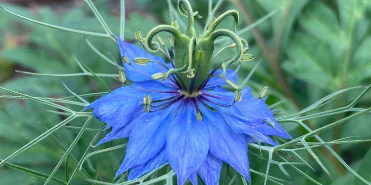 “Aperti per ferie”: al riparo dalla calura estiva agli Orti Botanici della Lombardia