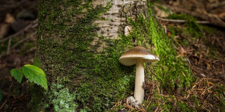 “Fungolandia”: dal 3 all’11 settembre tutti i sapori della Val Brembana