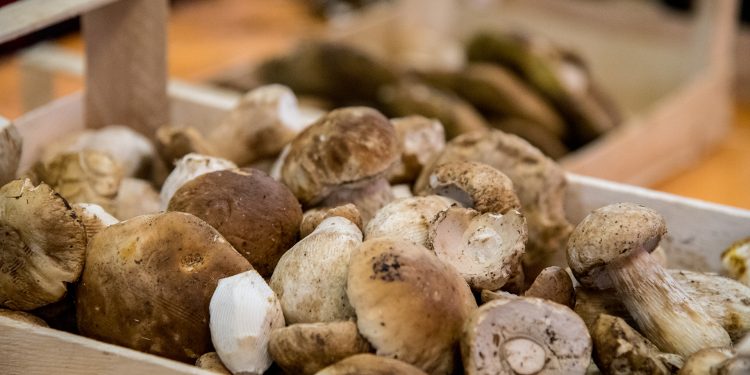 L’Appennino in festa col Fungo Porcino