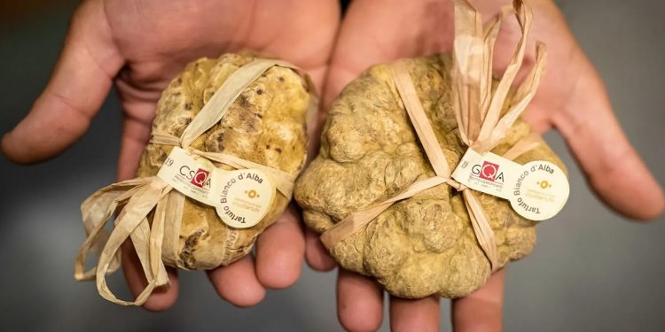 Al via la 92ª edizione della Fiera Internazionale del Tartufo Bianco d’Alba