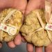 Al via la 92ª edizione della Fiera Internazionale del Tartufo Bianco d’Alba