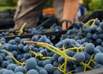 Vignaioli Artigiani Naturali in fiera a Roma dal 5 al 7 novembre