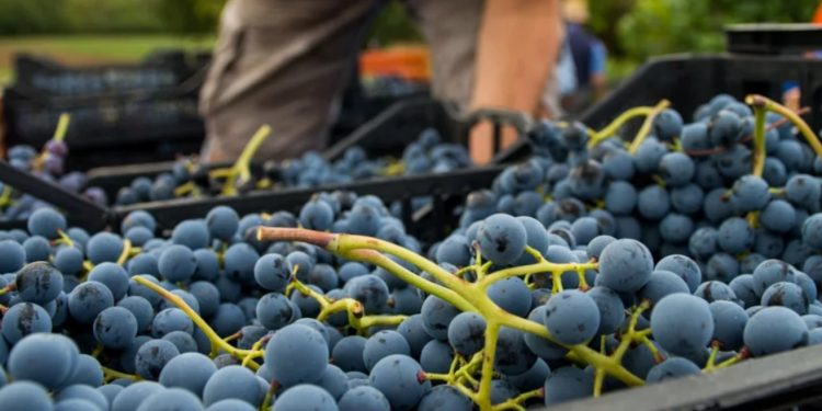 Vignaioli Artigiani Naturali in fiera a Roma dal 5 al 7 novembre