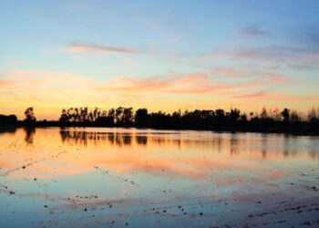 “Le Isole del Gusto”: dal 23 al 31 dicembre in Sardegna riso e vino sulla bocca di tutti