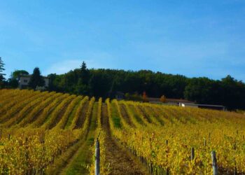 Un itinerario nell’Umbria del vino