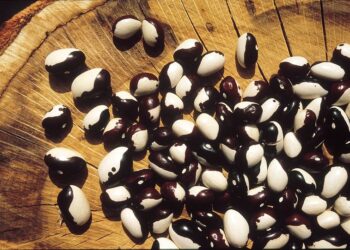 Torna Aggiungi un legume a tavola: Slow Food celebra la Giornata mondiale dei legumi