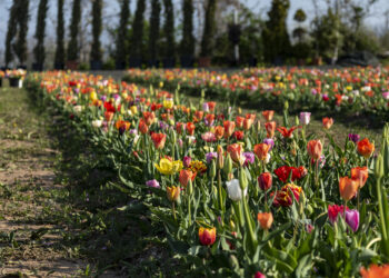 Tulipani che passione! A Bussolengo (VR) torna la festa che accende la primavera