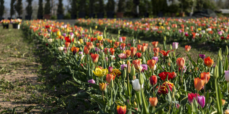 Tulipani che passione! A Bussolengo (VR) torna la festa che accende la primavera