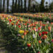 Tulipani che passione! A Bussolengo (VR) torna la festa che accende la primavera