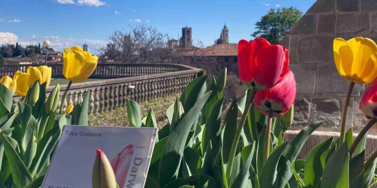 Negli Orti botanici della Lombardia risveglio di primavera tra scienza e meraviglia