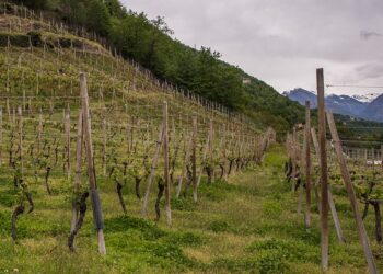 Torna “Ossola in Cantina”: il 13 maggio cantine aperte in Val d’Ossola