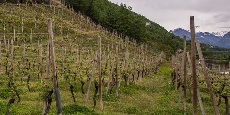 Torna “Ossola in Cantina”: il 13 maggio cantine aperte in Val d’Ossola