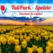 Tulipark: a Spoleto si festeggiano i coloratissimi tulipani