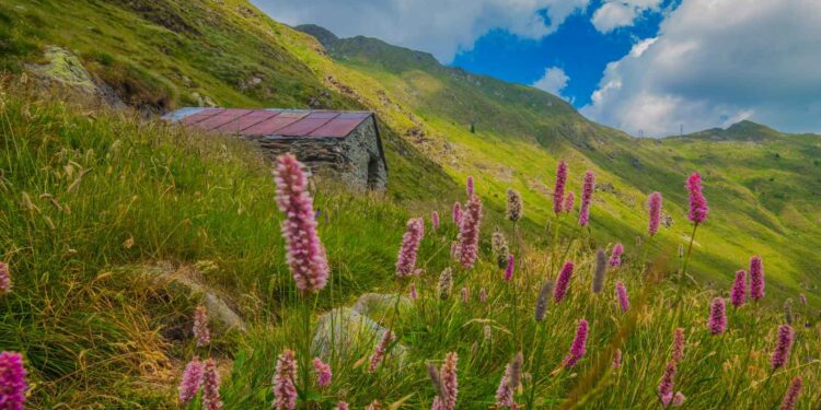 In Valle Brembana torna “Le erbe del casaro”: due weekend per celebrare la montagna