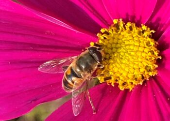 Sabato 20 maggio in Emilia per la Giornata Mondiale delle Api