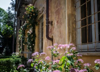 A giugno e luglio alla scoperta delle ortensie del Parco del Castello di Miradolo