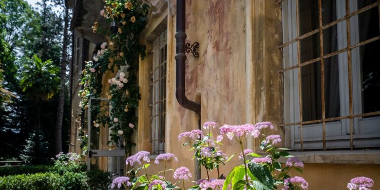 A giugno e luglio alla scoperta delle ortensie del Parco del Castello di Miradolo