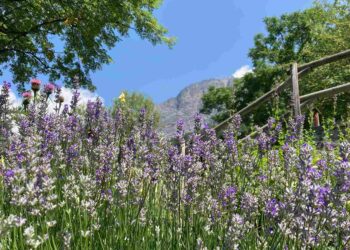 Estate in natura: aperti anche ad agosto gli Orti botanici della Lombardia