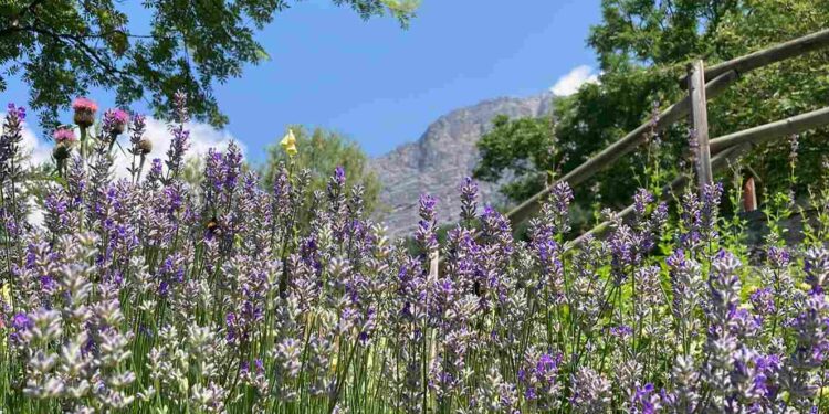 Estate in natura: aperti anche ad agosto gli Orti botanici della Lombardia