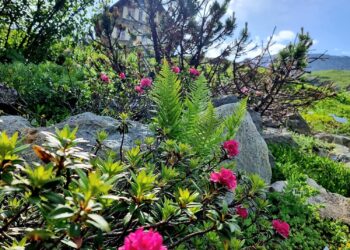 La Thuile: piante e fiori in quota in Valle d’Aosta