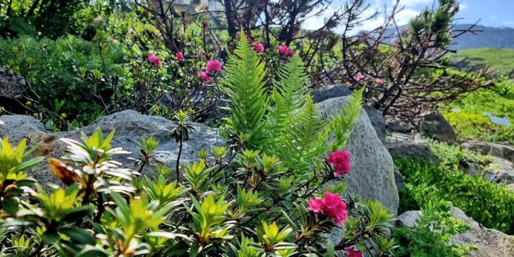La Thuile: piante e fiori in quota in Valle d’Aosta