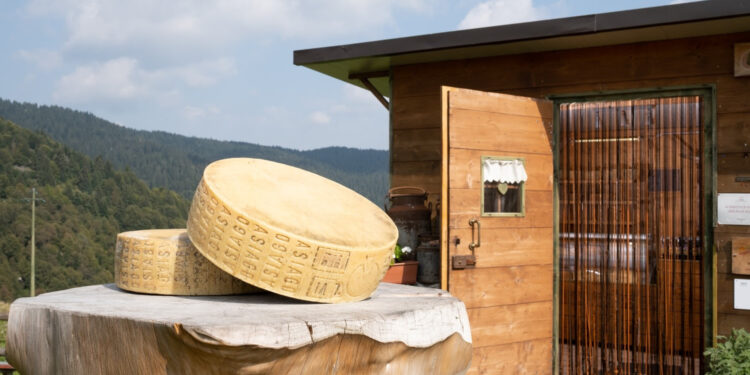 A settembre ad Asiago (VI) “Made in Malga 2023”, due weekend con le bontà della montagna