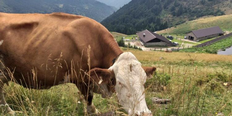 Alla scoperta dello Zoncolan, un mondo di genuinità e di sapori antichi