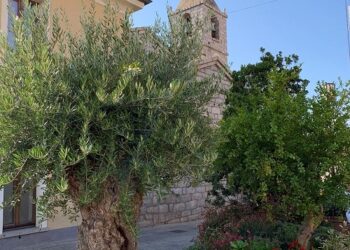 Estate in Fiore: dal 22 al 24 settembre in Sardegna torna l’evento più colorato dell’anno