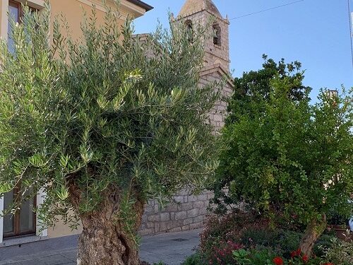 Estate in Fiore: dal 22 al 24 settembre in Sardegna torna l’evento più colorato dell’anno