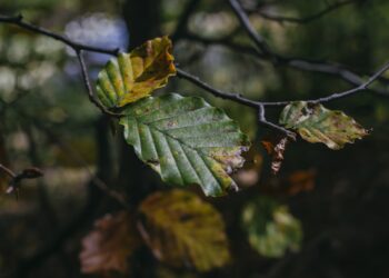 Passione foliage: due weekend in Alta Val Brembana per ammirare la bellezza della natura in autunno