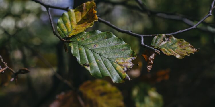 Passione foliage: due weekend in Alta Val Brembana per ammirare la bellezza della natura in autunno