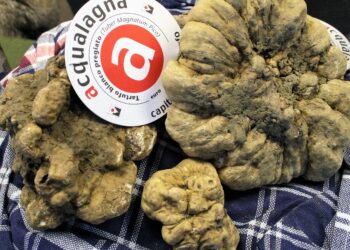 Presentata a Roma la 58^ Fiera del Tartufo di Acqualagna: appuntamento dal 28 ottobre nelle Marche