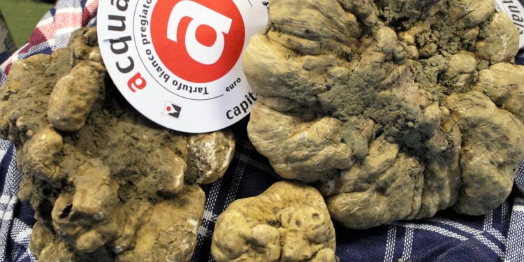 Presentata a Roma la 58^ Fiera del Tartufo di Acqualagna: appuntamento dal 28 ottobre nelle Marche