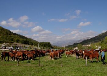 A Cantiano (PU) l’8 e il 15 ottobre si festeggia il cavallo