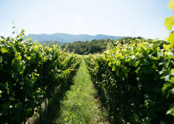 Fiera dei Vini: da sabato 18 a lunedì 20 novembre Piacenza accoglie winelovers e addetti ai lavori