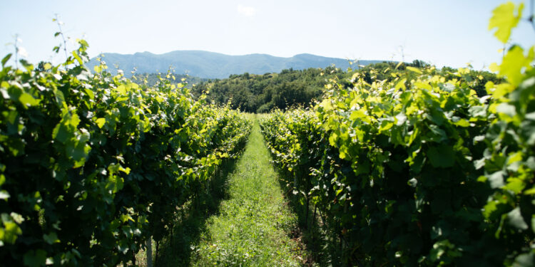 Fiera dei Vini: da sabato 18 a lunedì 20 novembre Piacenza accoglie winelovers e addetti ai lavori