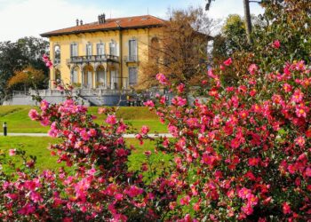 Splendore invernale a Verbania con la XVIII Mostra della Camelia a Villa Giulia