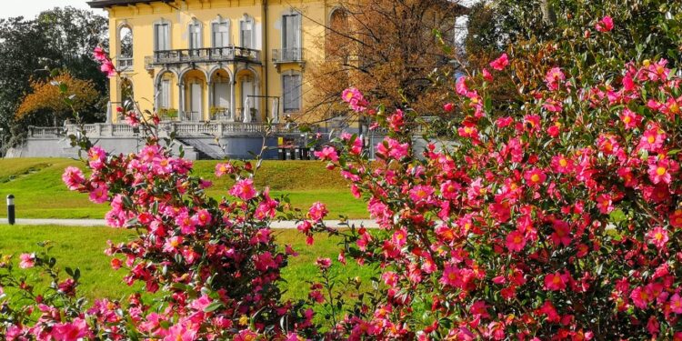 Splendore invernale a Verbania con la XVIII Mostra della Camelia a Villa Giulia