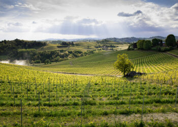 Nuova Convenzione Tessera Turit con la cantina Terre dei Santi Società Cooperativa Agricola (AT)