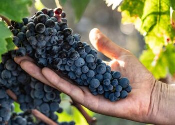 Nuova Convenzione Tessera Turit con De Quarto Vitivinicoltori (TA)