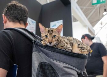 “Quattrozampeinfiera”: il 24 e 25 febbraio a Roma la festa dei nostri amici animali