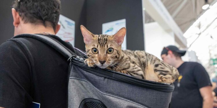 “Quattrozampeinfiera”: il 24 e 25 febbraio a Roma la festa dei nostri amici animali