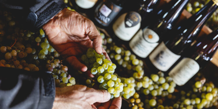 DiVinNosiola 2024: al via un mese di cene, degustazioni ed eventi nella Valle dei Laghi