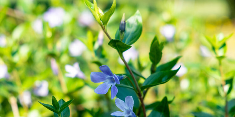Benvenuta primavera negli Orti Botanici della Lombardia