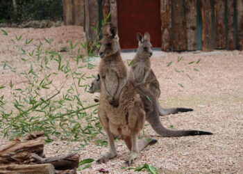 Un salto al Parco Zoo Falconara (AN) con la novità dei canguri