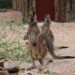 Un salto al Parco Zoo Falconara (AN) con la novità dei canguri