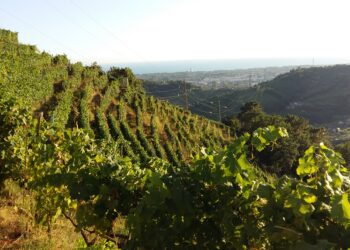 Nuova Convenzione Tessera Turit con il Podere Scurtarola (MS)