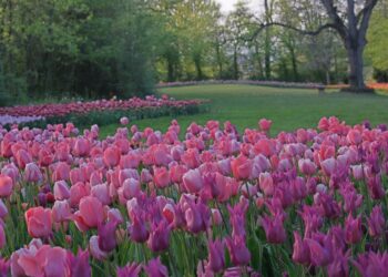 Dal 30 marzo al 1° maggio a Pralormo (TO) arriva la festa del tulipano e dei narcisi